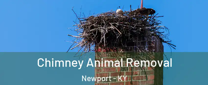 Chimney Animal Removal Newport - KY