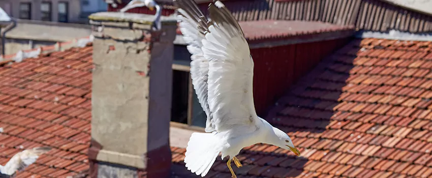 Residential Chimney Animal Removal Solution in Newport, KY