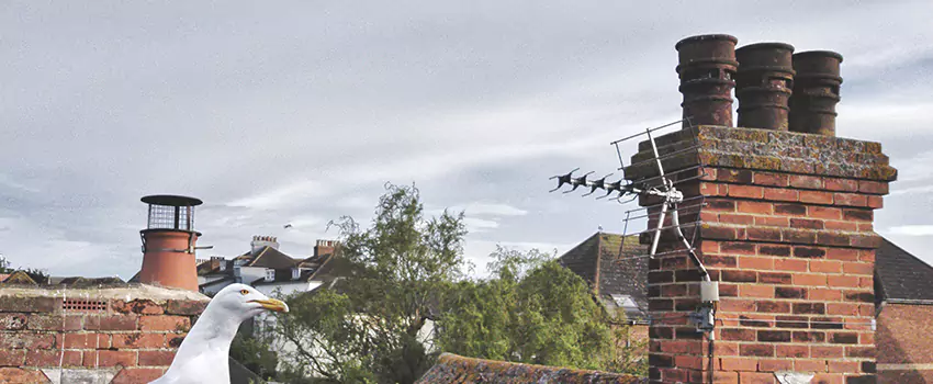 Chimney Cleaning And Restoration in Newport, Kentucky